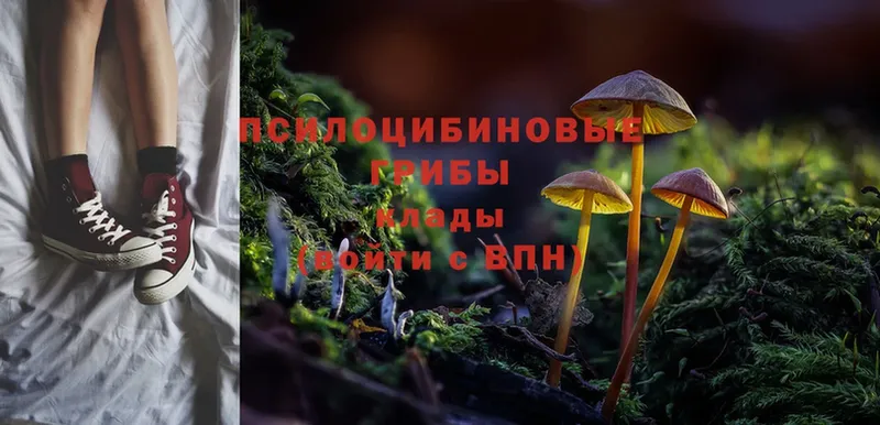 Псилоцибиновые грибы Psilocybine cubensis Гагарин